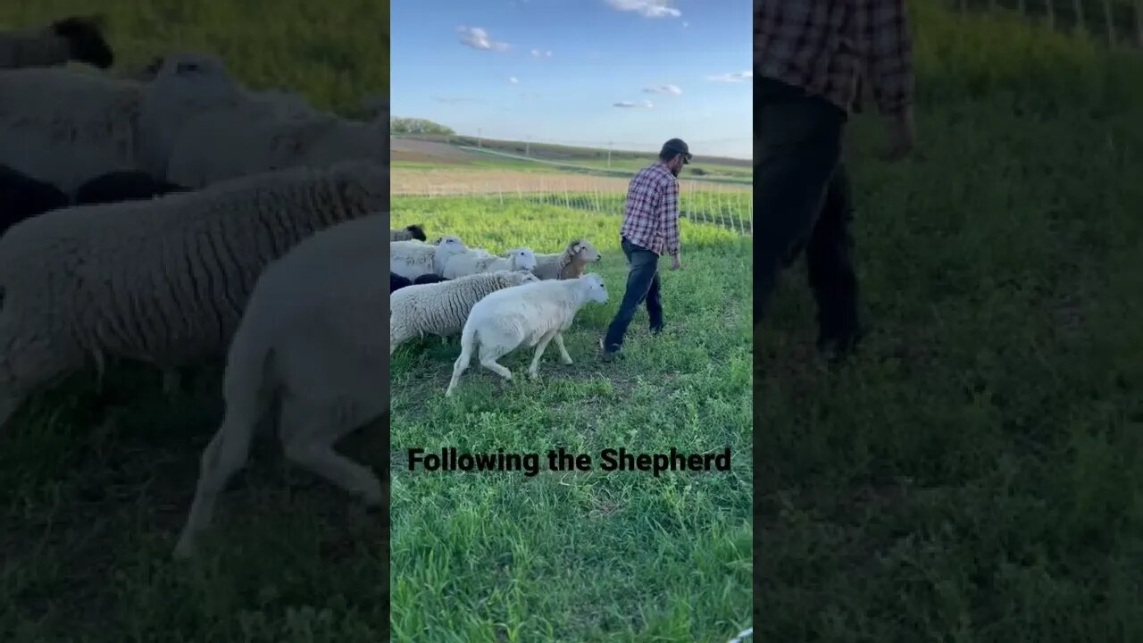 Fred, our Ram following Brandon for head scratches. #sheep #shorts #homestead #farm #iowa