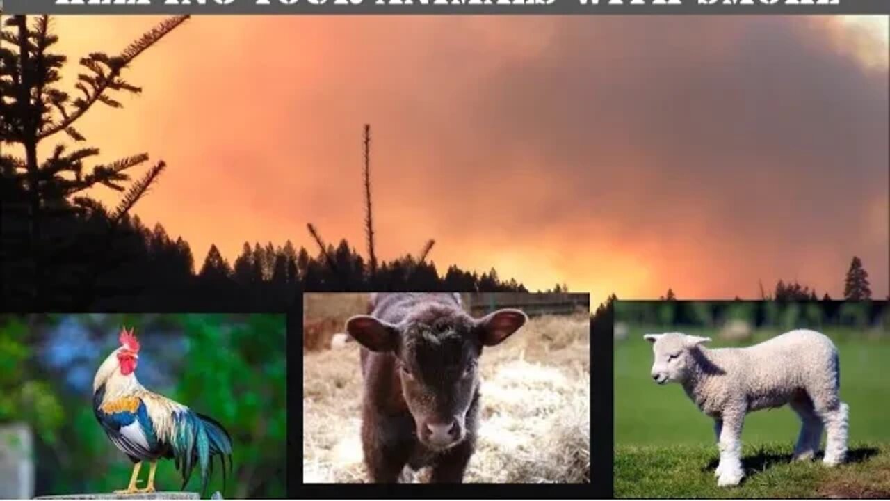Animals and dealing with Smoke