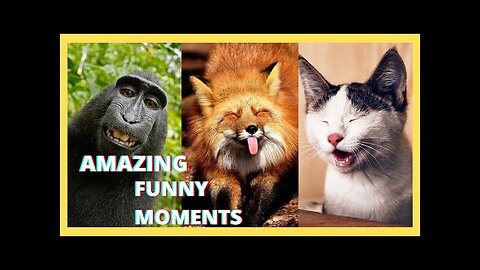 Top and Best Funny Animal Moments Caught On Camera