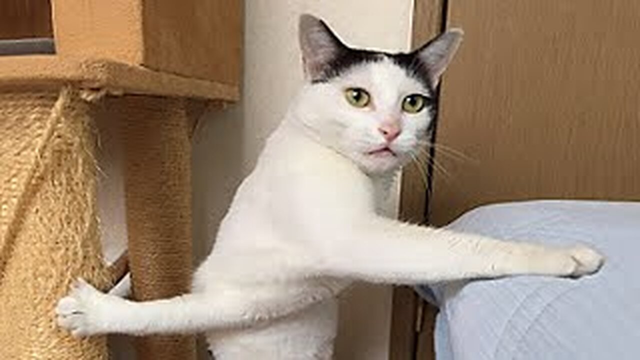 Try not to laugh🤣 Funny animals😹‖ #shorts #funnyvideos