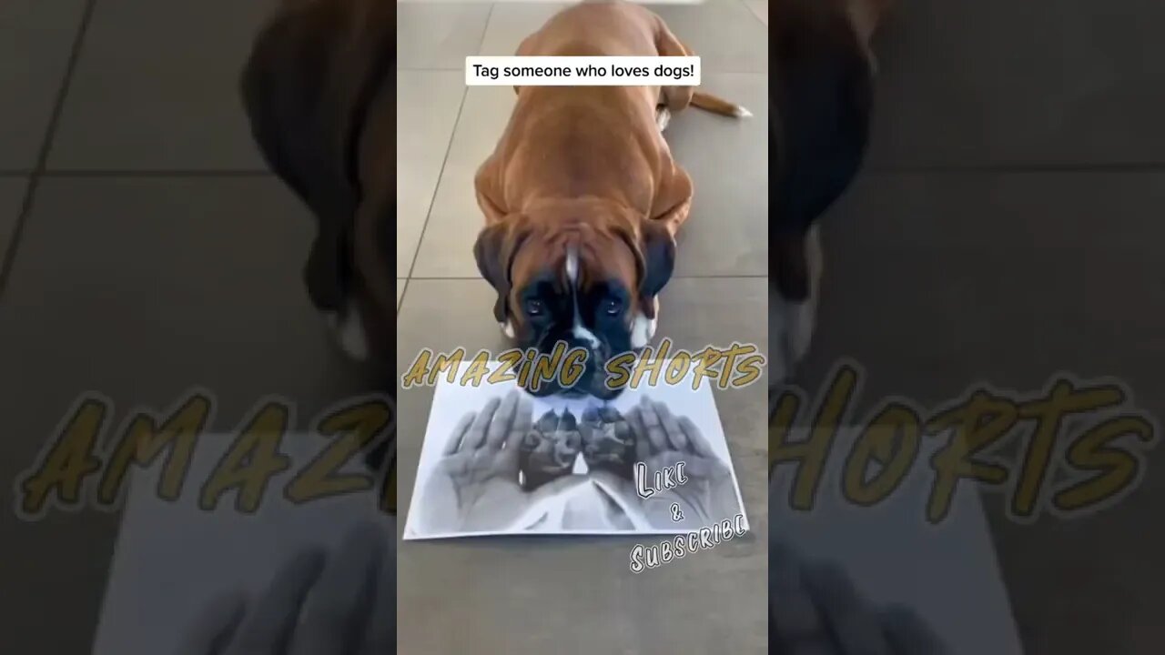 🔥 Amazing Shorts | For All Dog Lovers 🔥 #shorts #short #viral
