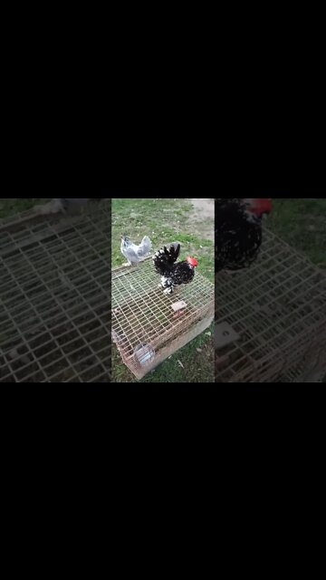 A couple of Bantam chickens, getting ready to go to bed