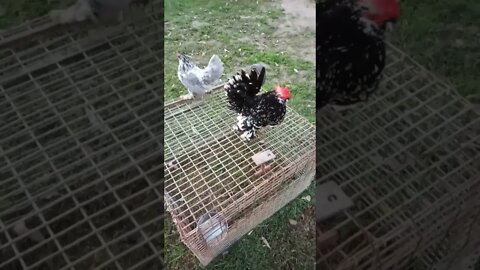 A couple of Bantam chickens, getting ready to go to bed