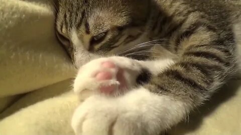 Purring Cat ASMR 1.5 Hours