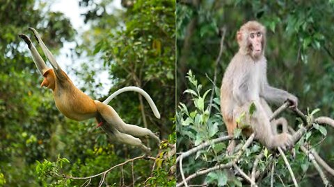 Monkey baby gibbons learn to swing by letting go of branches