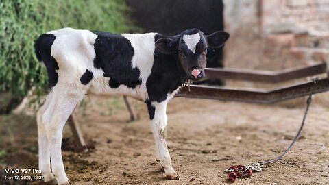 Beautiful cow