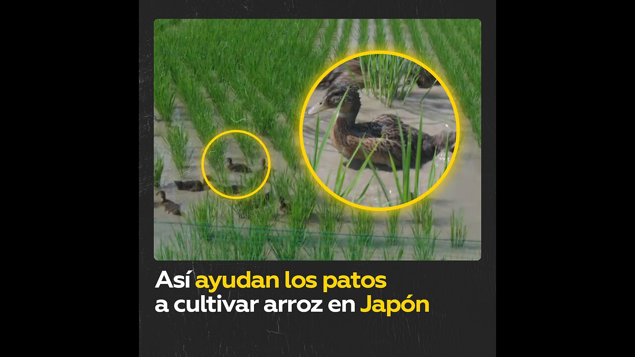 Patos agricultores en Japón: ¿qué hacen exactamente y cómo?