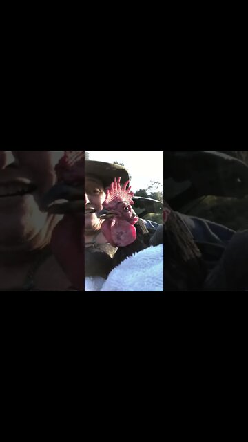 Caught escaped rooster