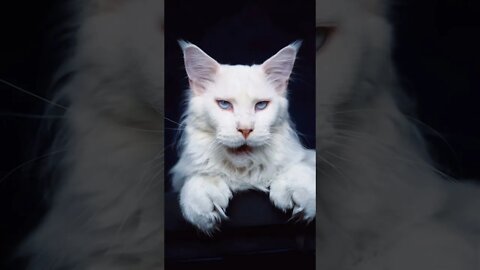 Big cats