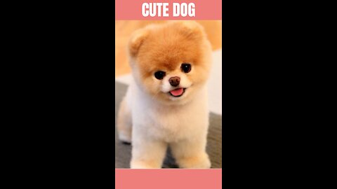 Cute Dog