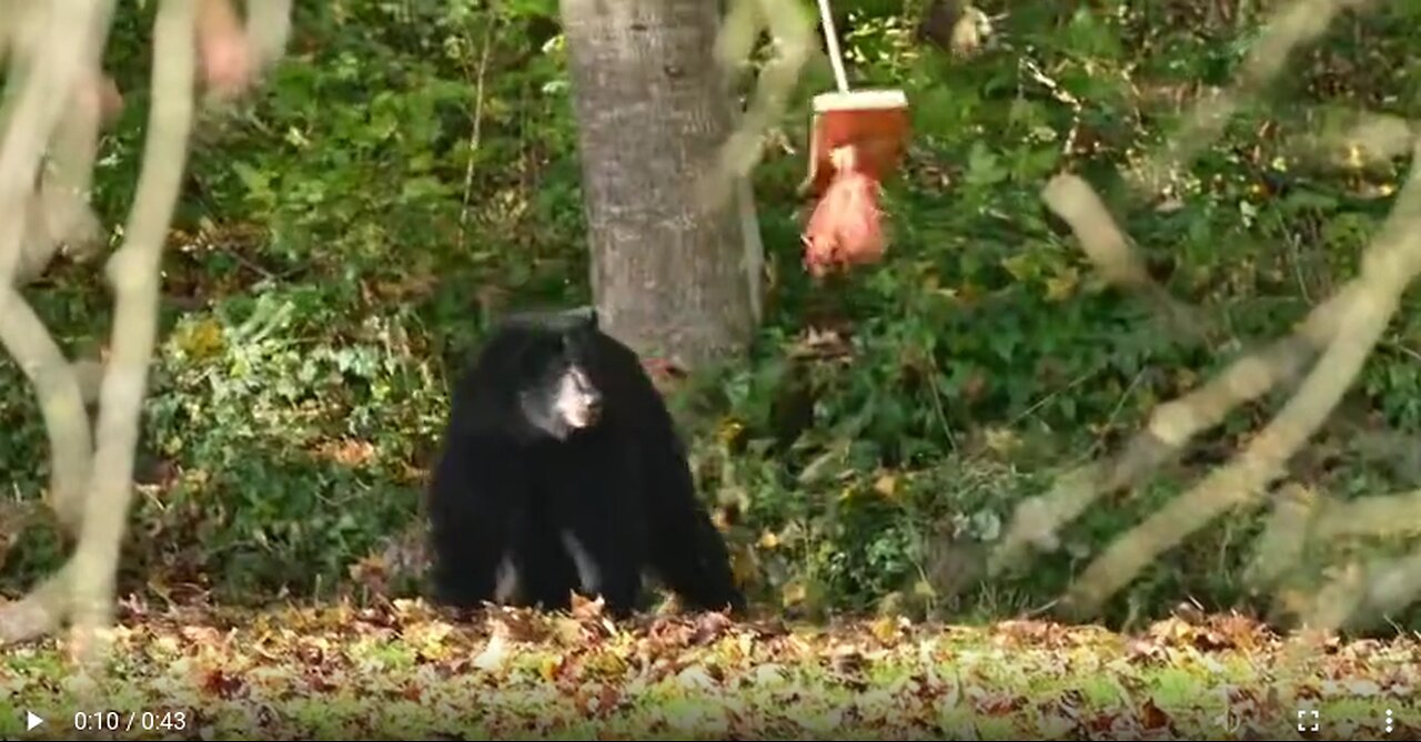 Black Bear Plays With Backyard Swing