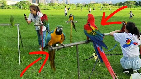 Watch these huge parrots