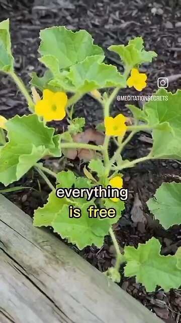 Everything its Free