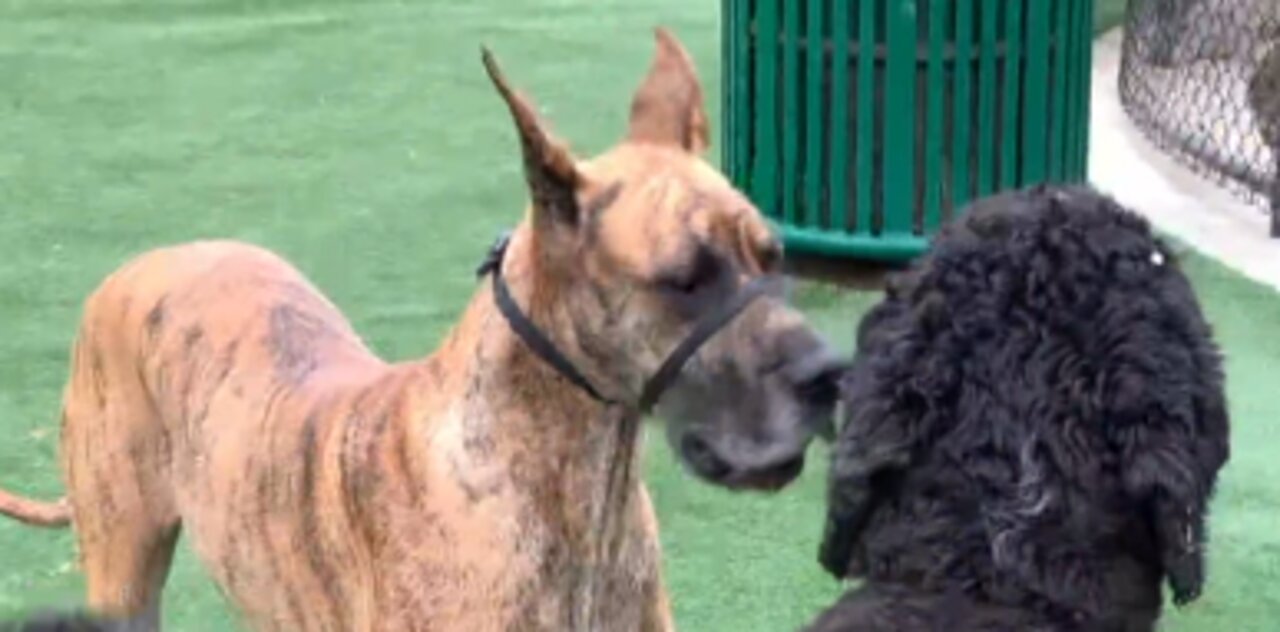 Sasha and a frisky poodle