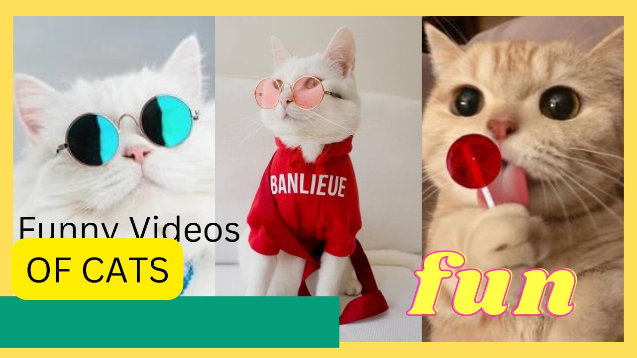 Baby Cats 😻Cute and Funny Cat Videos