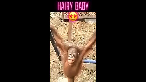 WATCH THE VIDEO OF THIS ADORABLE MONKEY YOU CAN'T NOT FALL IN LOVE WITH IT. N 5