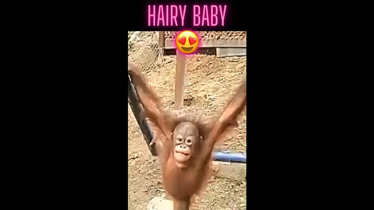 WATCH THE VIDEO OF THIS ADORABLE MONKEY YOU CAN'T NOT FALL IN LOVE WITH IT. N 5