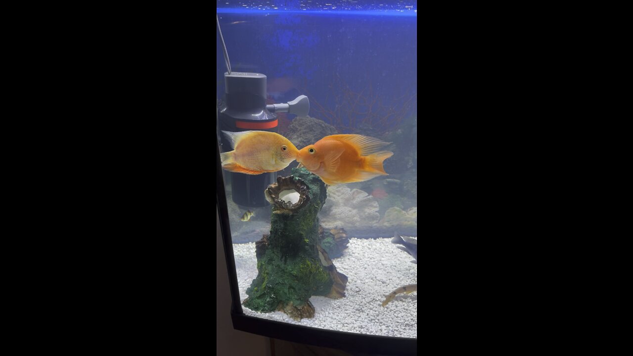 Severum and parrot fish fighting!