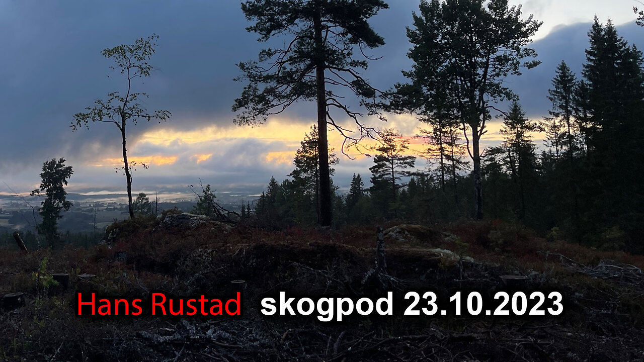 Skogpod 23. oktober 2023