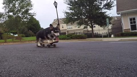 Talented Corgi is a skateboarding machine!