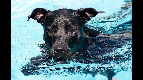Santé animale : détectez et prévenez les coups de chaleur