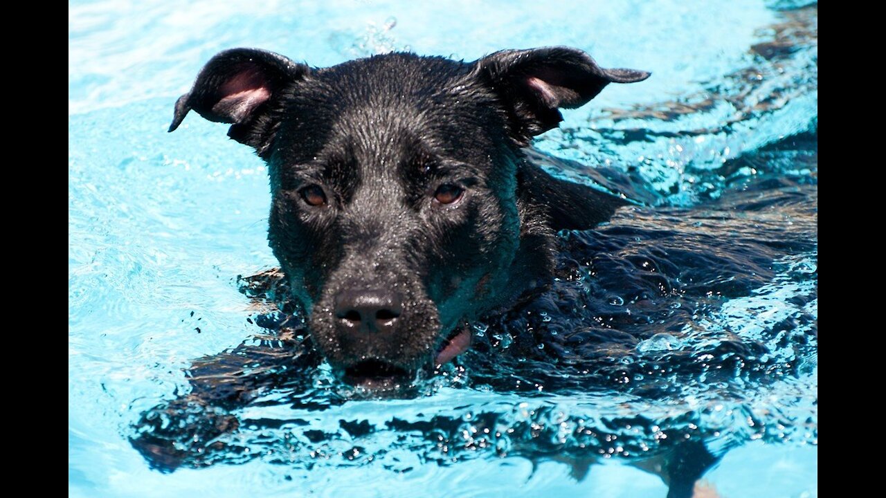 Santé animale : détectez et prévenez les coups de chaleur