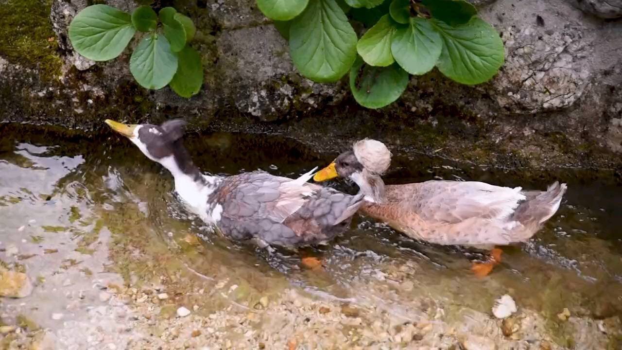 Ducks in flowing river