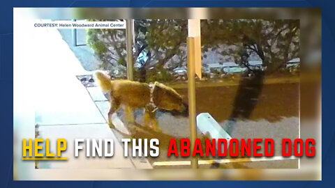 Man drops off dog at animal center, dog now missing
