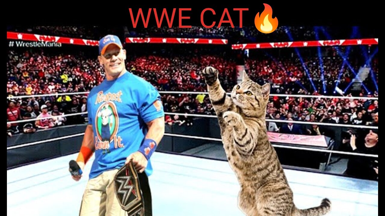 #cute cat #animal lover#pussy#puppy#wrestlemenia#fight#wrestling#love#cute#wwe#spl