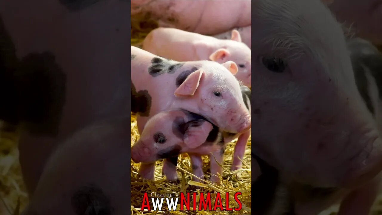 🤗 #AwwNIMALS - Cozy Barn Tales: Piglets and Mother in Cozy Barn 💕