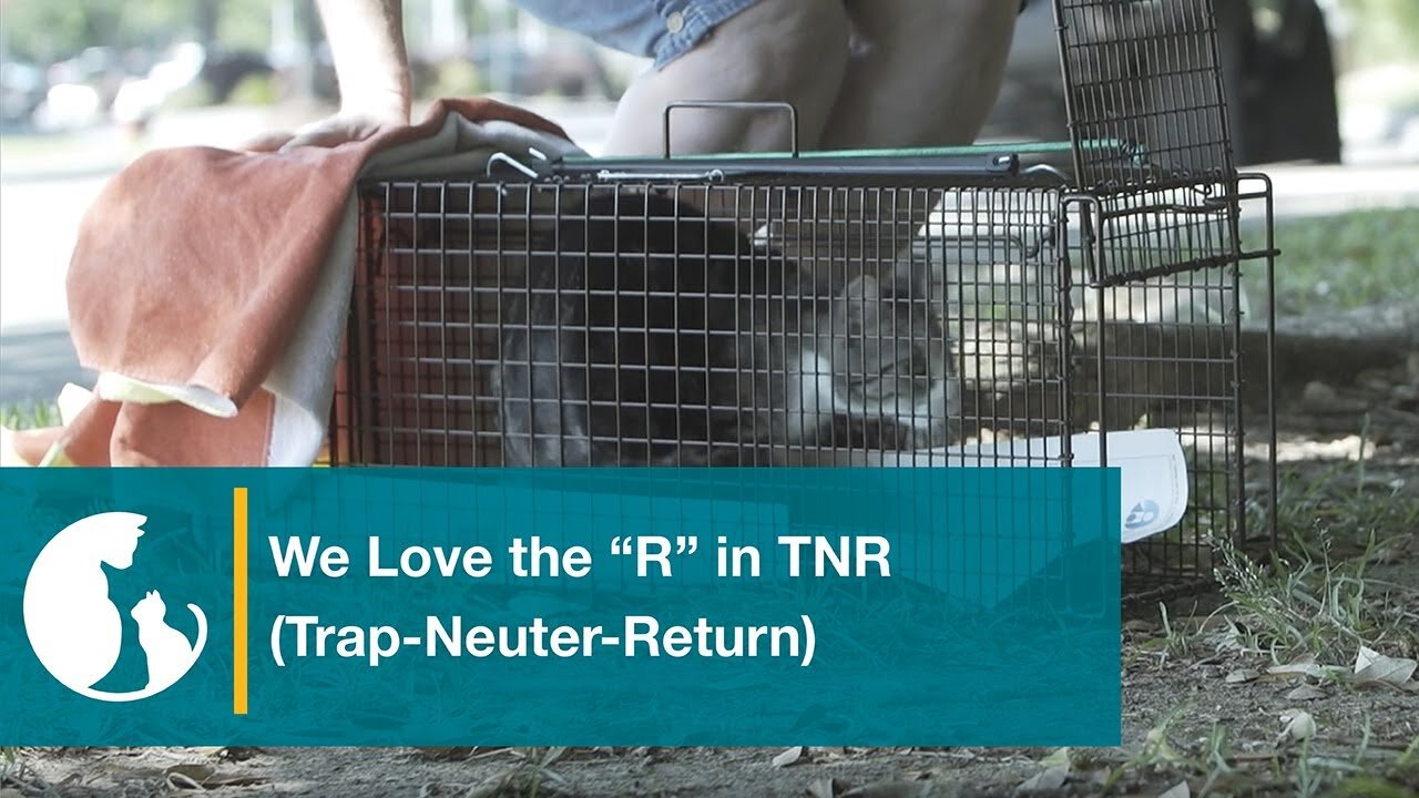 We Love the "R" in TNR (Trap-Neuter-Return)