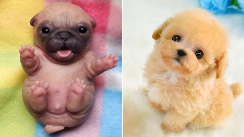Baby Dogs 🔴 Cute and Funny Dog Videos Compilation #2 | 5 Minutes of Funny Puppy Videos 2022