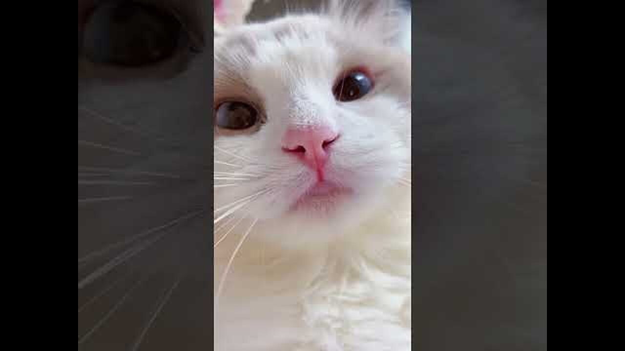 shorts cat meme & kitten (tik tok video]💘 - funny cats meow baby cute compilation [cat-cash home)