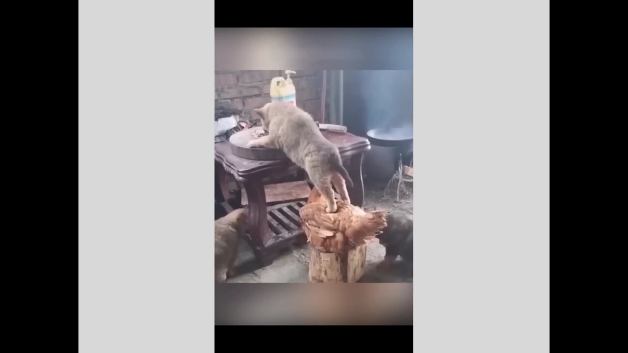 animals funny video 😀😄😁