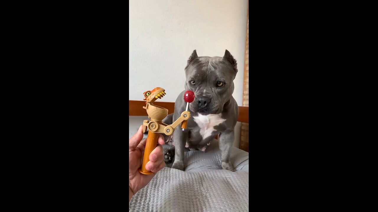 Funny dogs video