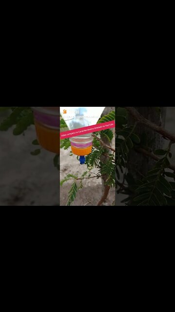 Gotejador feito com Garrafa pet