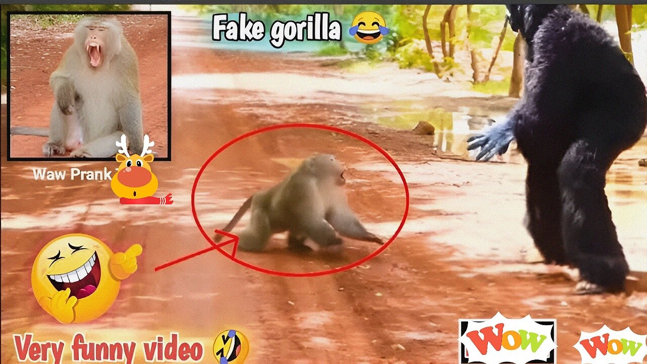 Gorilla Prank With Monkey - Very Funny Prank Video on Rumble