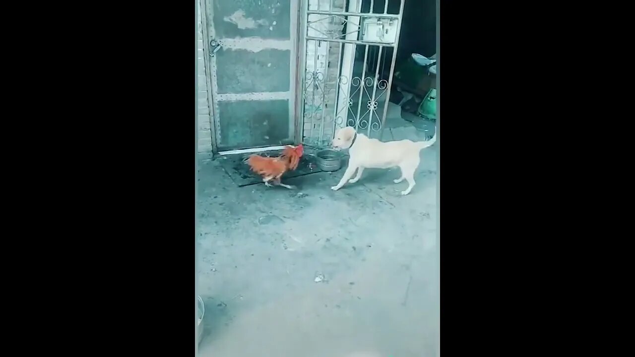 Chicken VS Dog pt.10