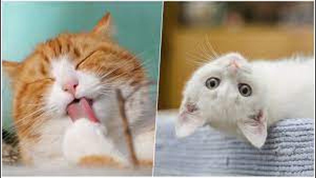 Funny and cute cat videos | try not to laugh | pet videos #1