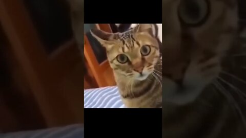 Dog and cat tensed)))))) #video #shorts #tiktok #tiktokvideo #usa #love #lovely #trending #dog #cat