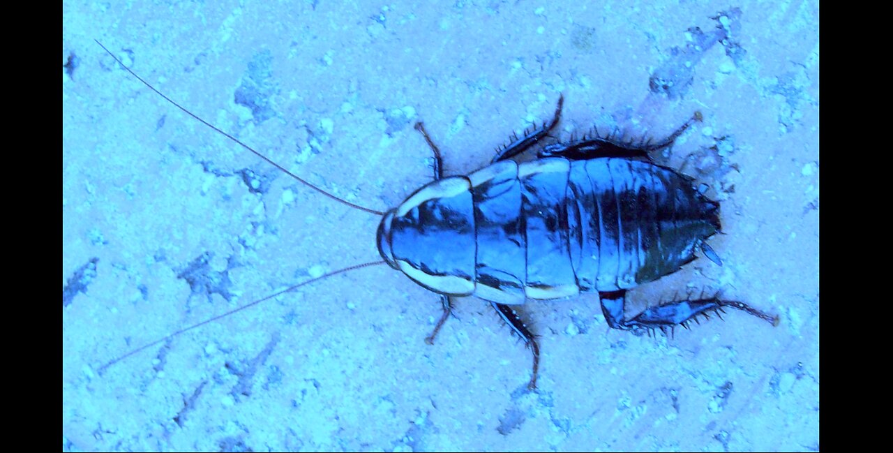 Liberty Conspiracy Live Fiction! "The Blue Cockroach", 1921, by Christopher Blayr