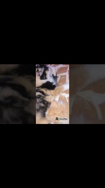 Persian Cats 🐱 #kittens #persiancats #cat #cutecat #shorts#• #youtubeshorts