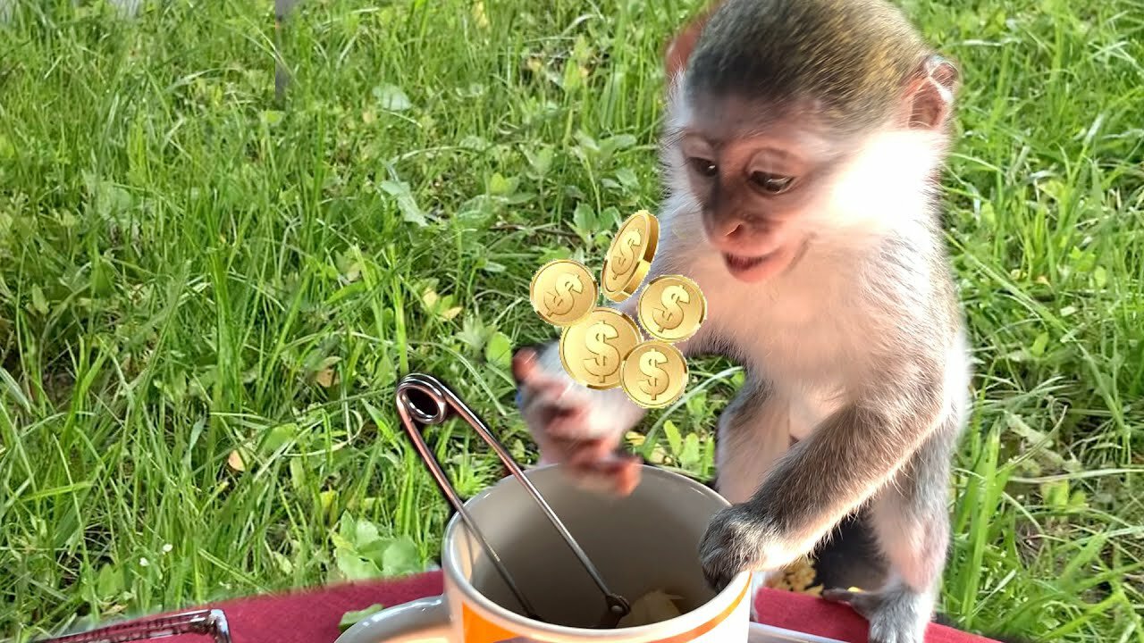 Baby monkey Susie tries to steal money from her foster mother