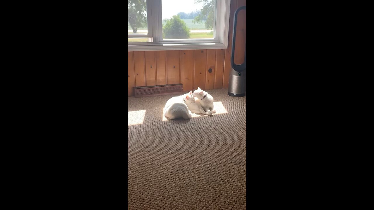 Cute cats clean each other