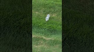 water bottle #shorts