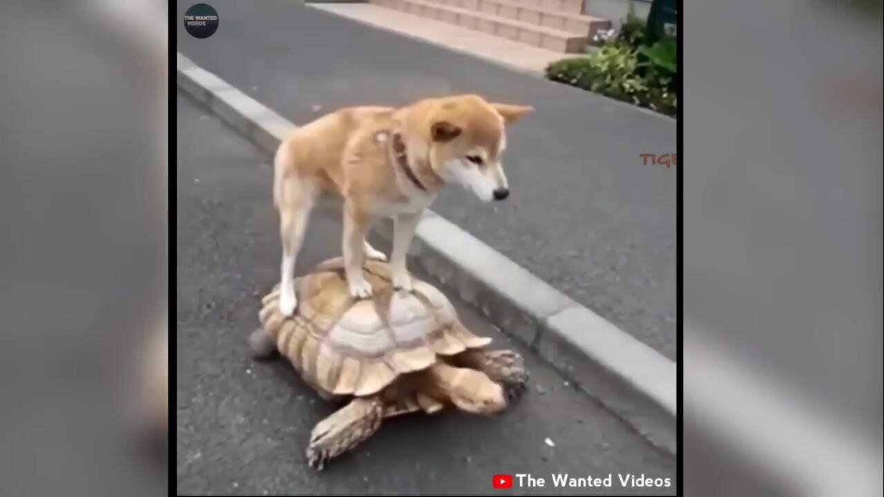 FUNNY Animals video funny