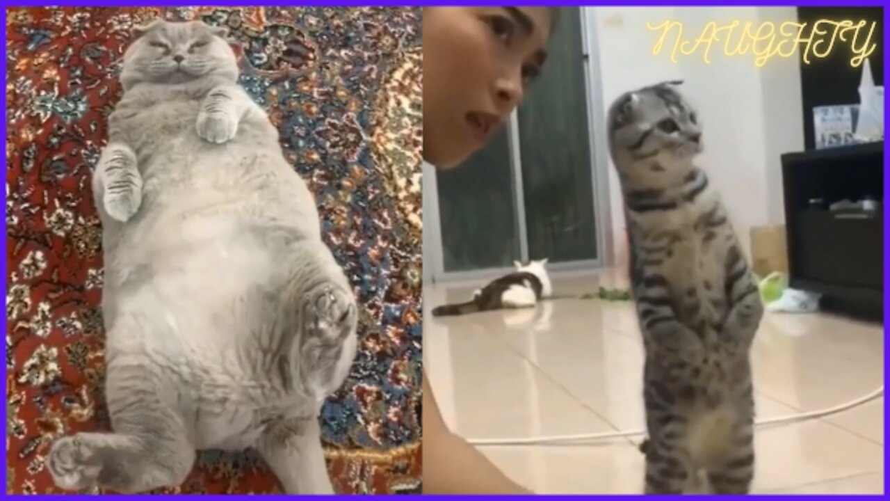 Baby Cats - Cute and Funny Cat Videos Compilation | [2022]