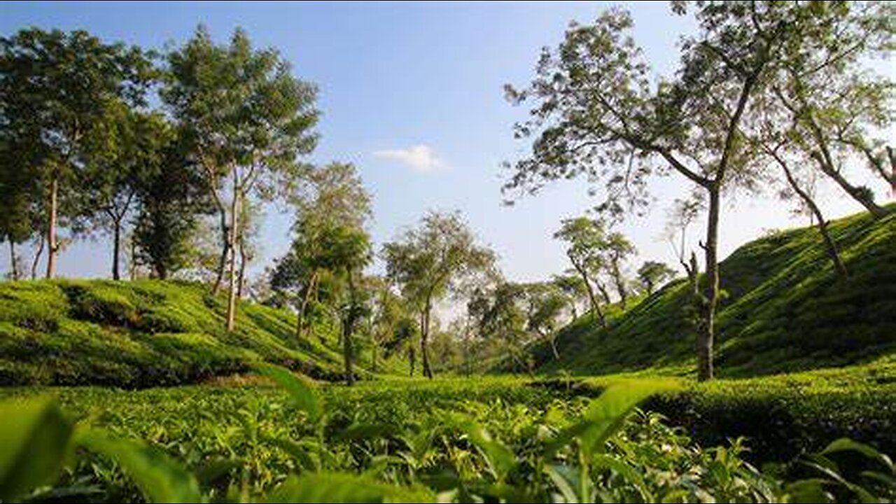 Sreemangal, Sylhet | BANGLADESH | Beauty of Asia