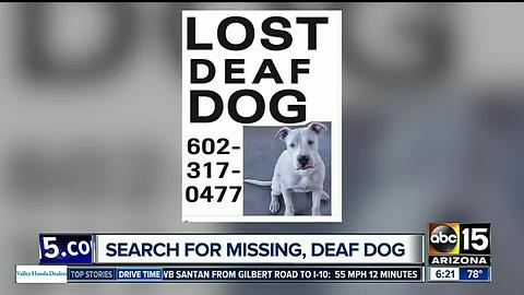 Search is on for missing deaf dog