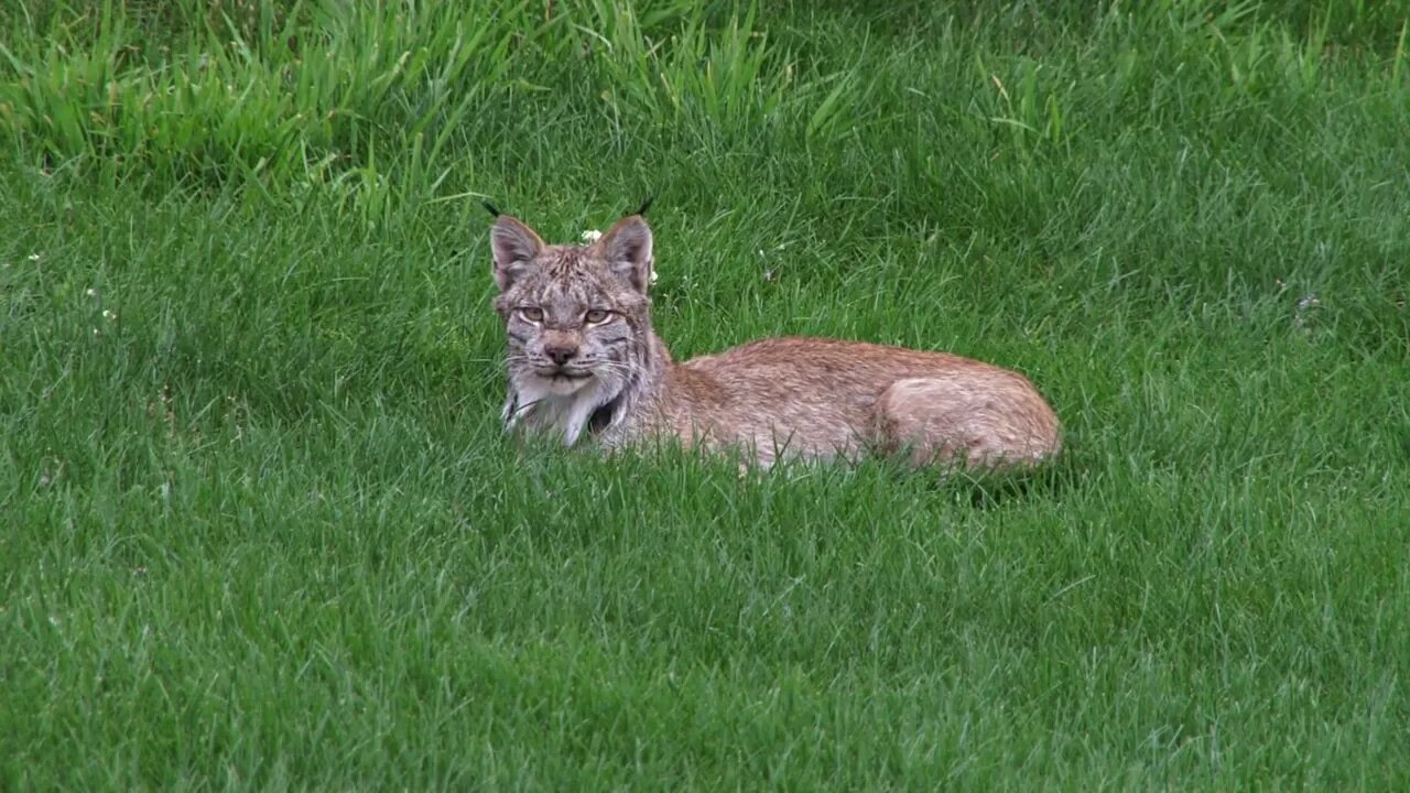 Lynx Lying in the Grass